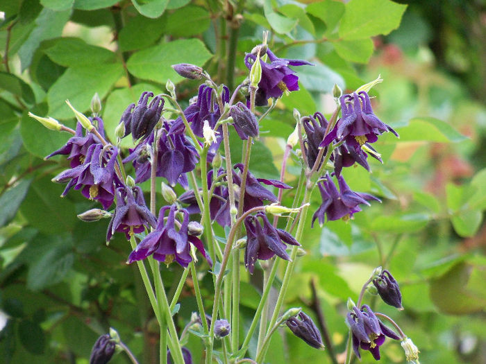 101_8520 - AQUILEGIA 2013