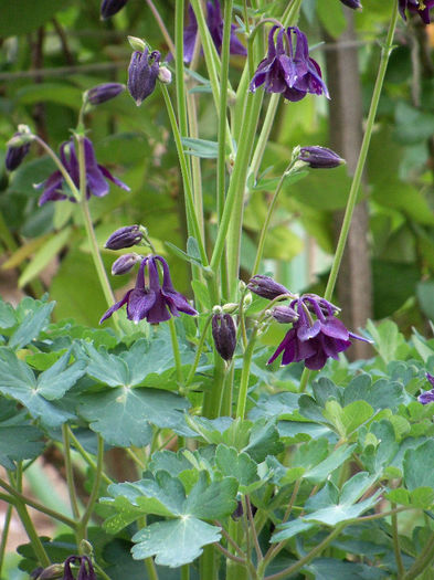 101_8521 - AQUILEGIA 2013