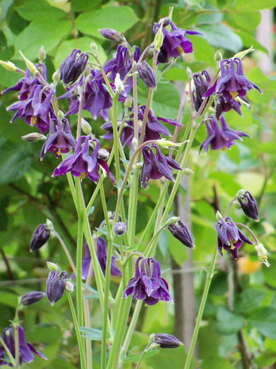 101_8522 - AQUILEGIA 2013