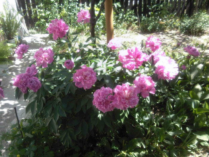 12 mai bujori infloriti