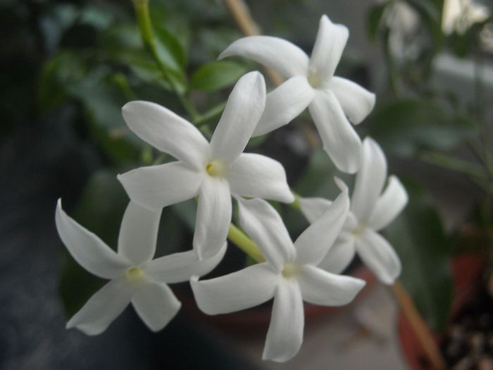 Jasmin azoricum - 0 Din florile mele