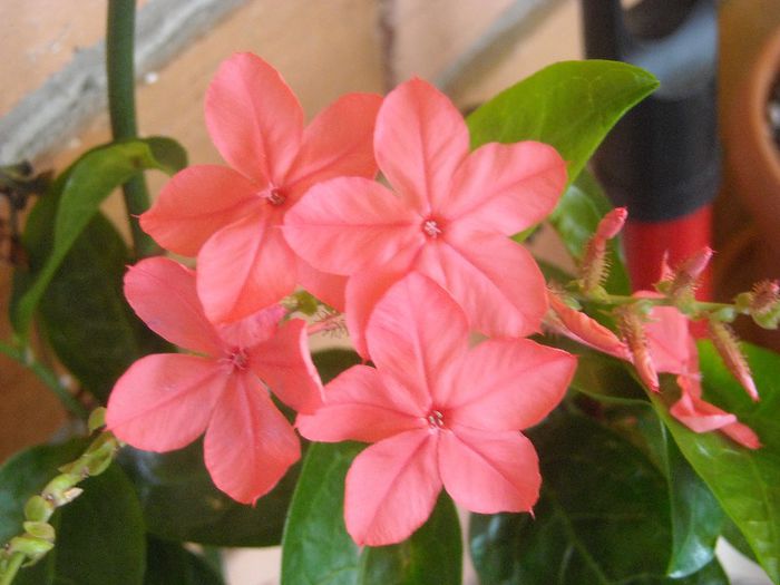 Plumbago indica - 0 Din florile mele