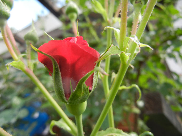 Rose Blaze Superior (2013, May 13)