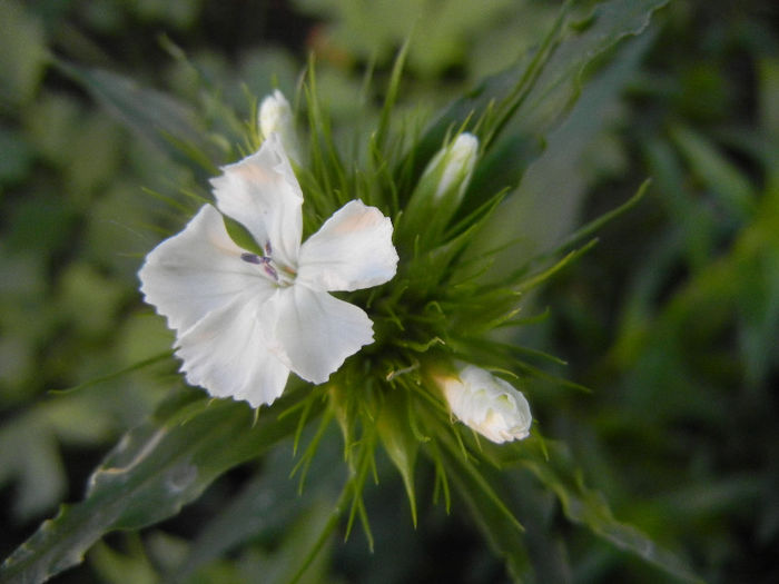 Dianthus barbatus (2013, May 12) - Dianthus Barbatus