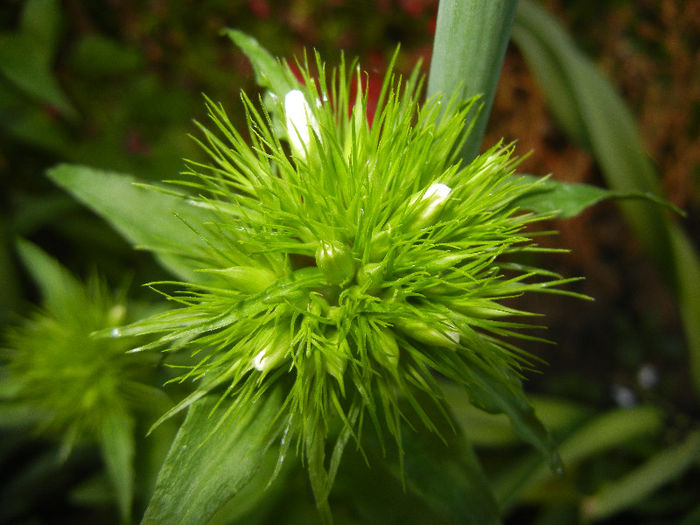 Dianthus barbatus (2013, May 12) - Dianthus Barbatus