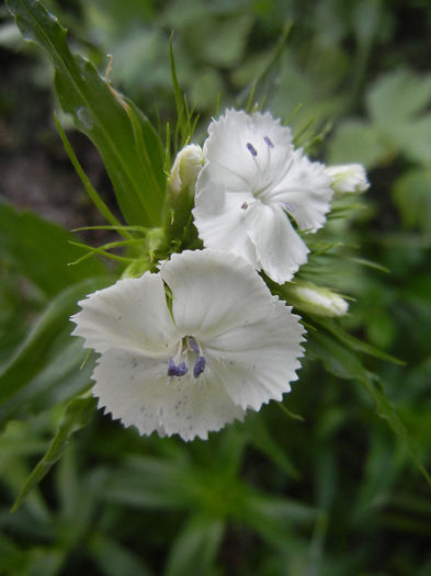 Dianthus barbatus (2013, May 13) - Dianthus Barbatus