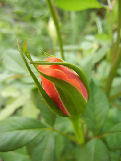 Orange Miniature Rose (2013, May 13)