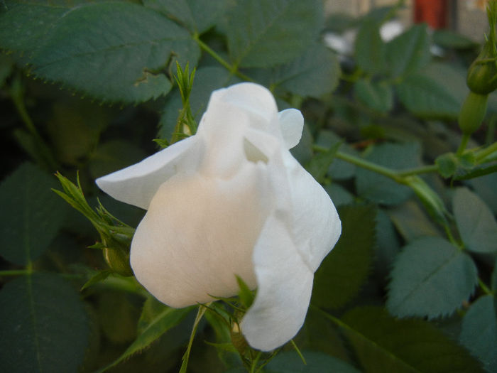 Rosa canina_Dog Rose (2013, May 12) - ROSA Canina_Dog Rose