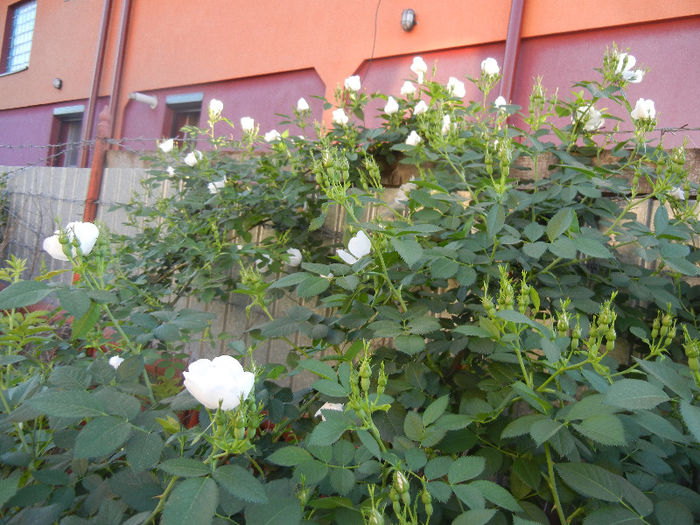 Rosa canina_Dog Rose (2013, May 12) Rosa canina_Dog Rose (2013, May 12)