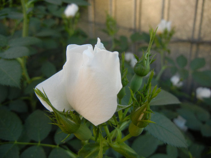 Rosa canina_Dog Rose (2013, May 12) Rosa canina_Dog Rose (2013, May 12)