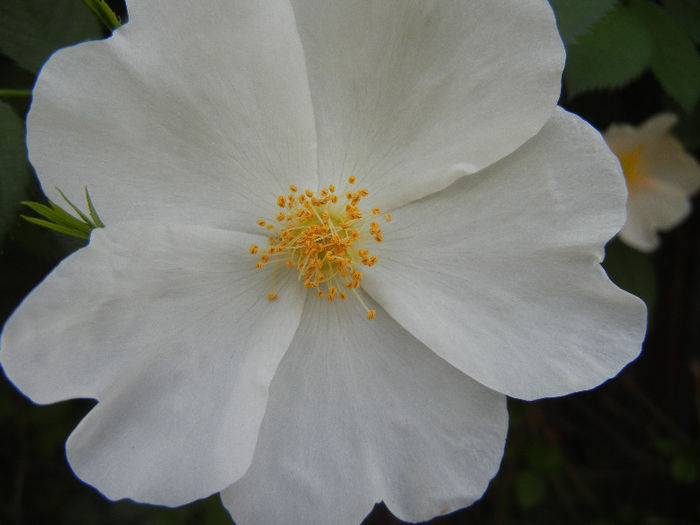Rosa canina_Dog Rose (2013, May 13) Rosa canina_Dog Rose (2013, May 13)