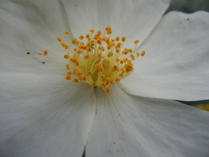 Rosa canina_Dog Rose (2013, May 13) - ROSA Canina_Dog Rose