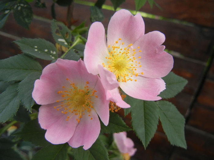 Rosa canina_Dog Rose (2013, May 13) Rosa canina_Dog Rose (2013, May 13)