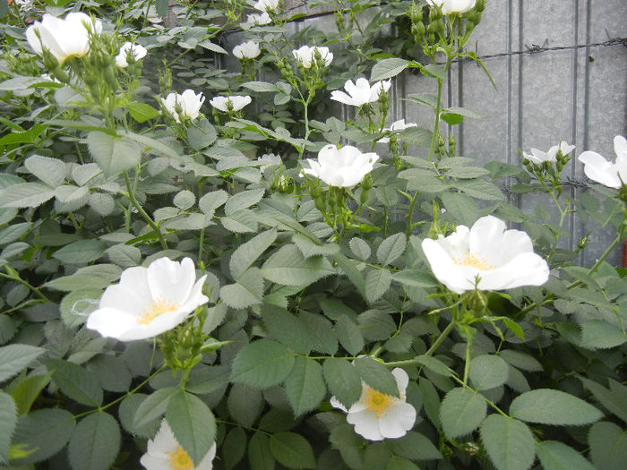 Rosa canina_Dog Rose (2013, May 13) - ROSA Canina_Dog Rose