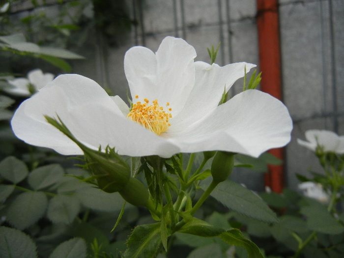 Rosa canina_Dog Rose (2013, May 13) - ROSA Canina_Dog Rose