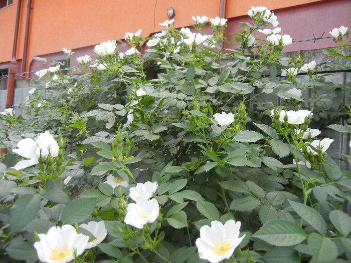 Rosa canina_Dog Rose (2013, May 13) - ROSA Canina_Dog Rose
