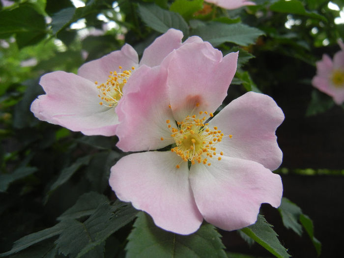 Rosa canina_Dog Rose (2013, May 13) - ROSA Canina_Dog Rose