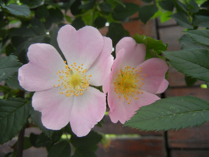 Rosa canina_Dog Rose (2013, May 13) - ROSA Canina_Dog Rose