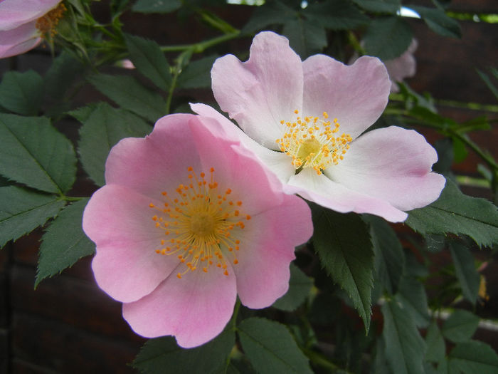 Rosa canina_Dog Rose (2013, May 13) - ROSA Canina_Dog Rose