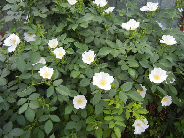 Rosa canina_Dog Rose (2013, May 13) - ROSA Canina_Dog Rose