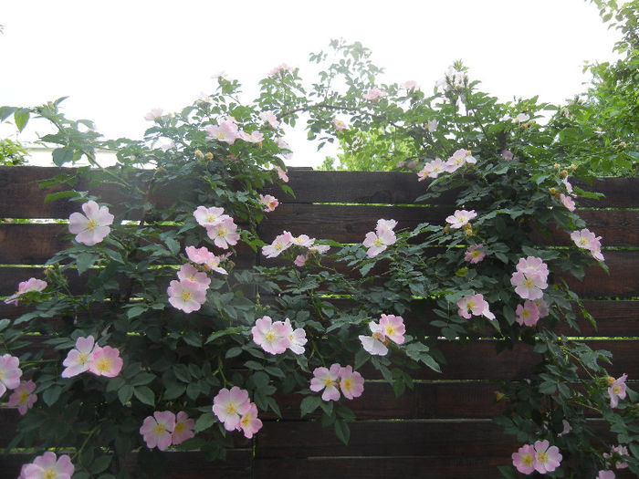 Rosa canina_Dog Rose (2013, May 13) - ROSA Canina_Dog Rose