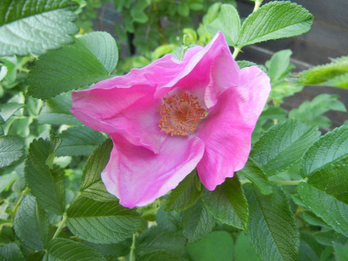 Rosa rugosa (2013, May 12)