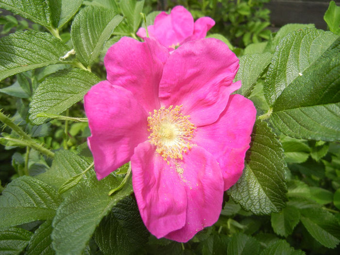 Rosa rugosa (2013, May 13)