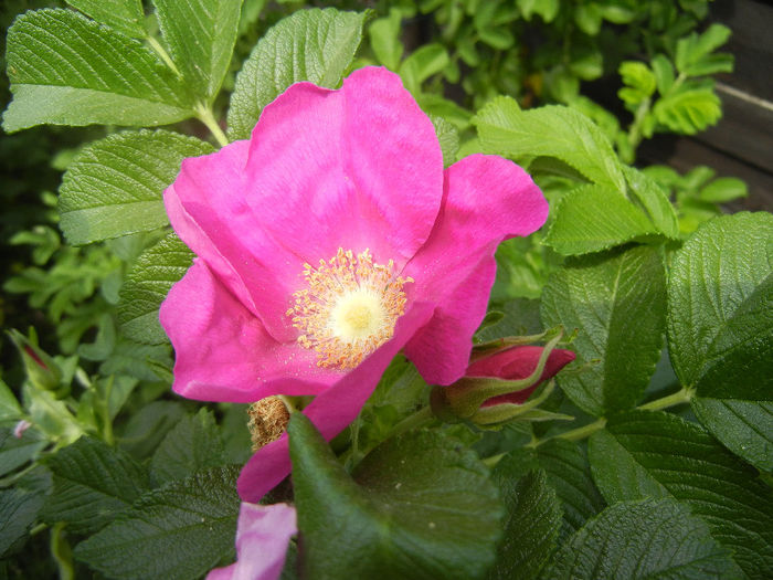 Rosa rugosa (2013, May 13)