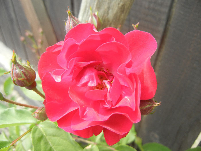 Rose Leipzig (2013, May 13)