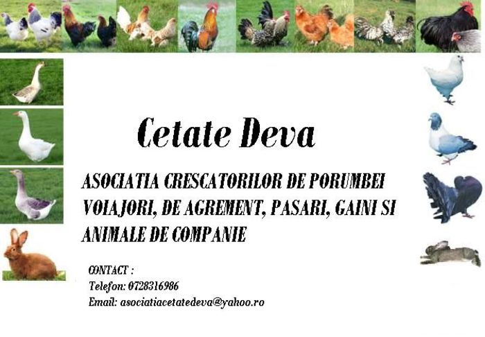 CETATE DEVA - ASOCIATIA CRESCATORILOR DE PORUMBEI VOIAJORI DE AGREMENT PASARI GAINI SI ANIMALE DE COMPANIE