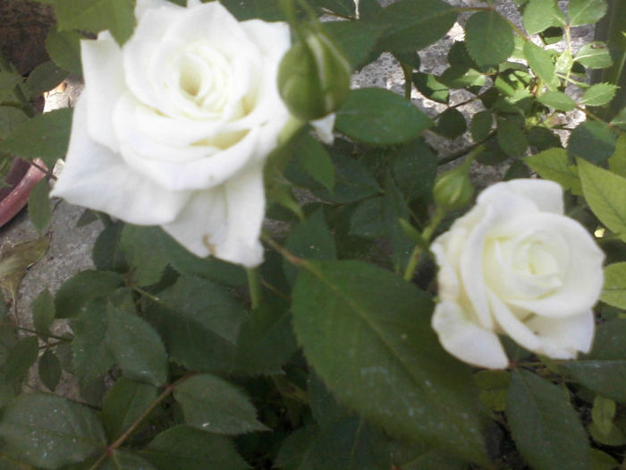 trandafir alb - 2013