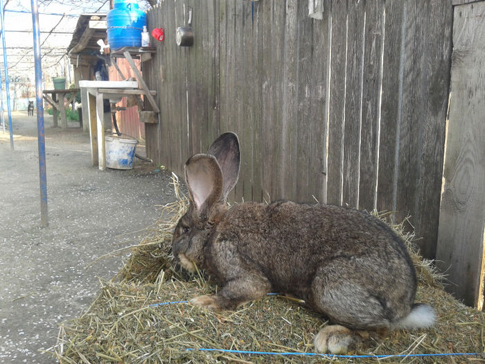 2013-04-15 18.28.06 - iepuri uriasi german