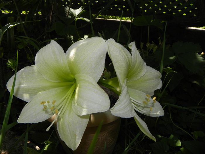 Helios - AMARYLLIDACEAE-Hippeastrum