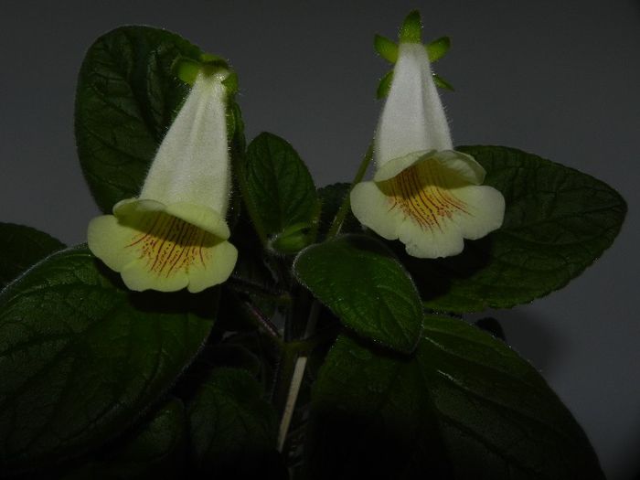 Conspicua - Sinningia
