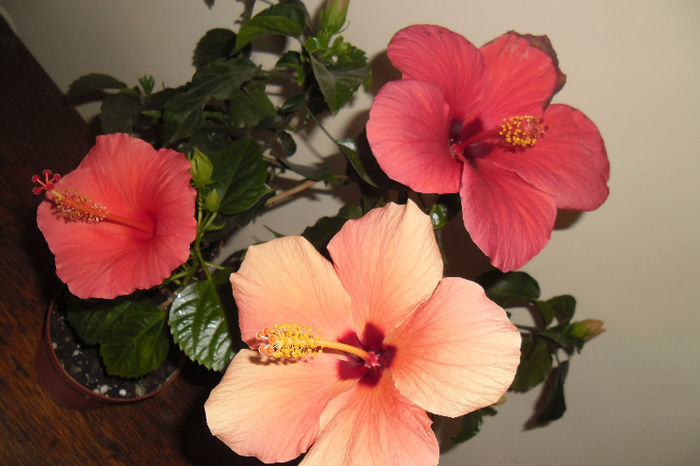 Hibiscus grup