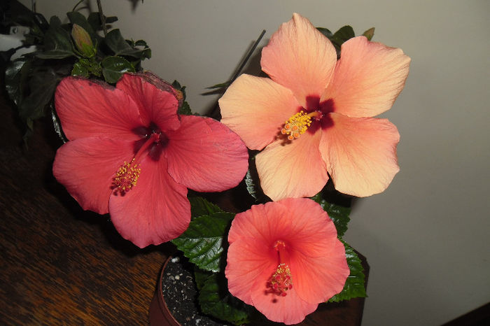 Hibiscus grup