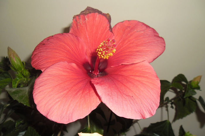 ????? - Hibiscus 2013 -1