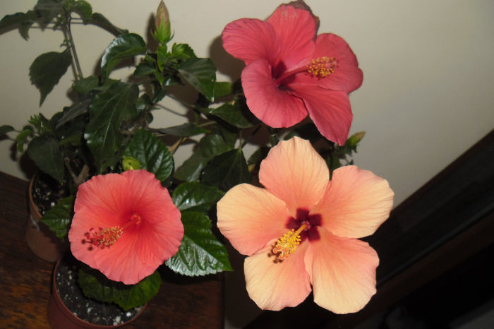 Hibiscus grup