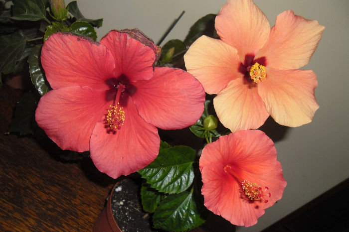 hibiscus grup