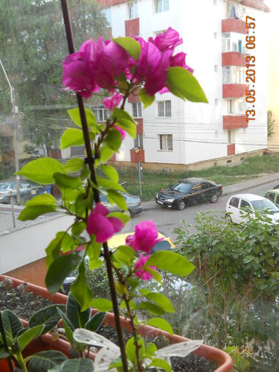 vedeta mea - MAI 2013