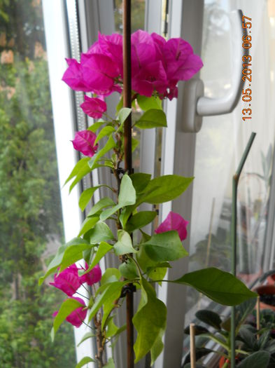 iti multumesc din suflet - MAI 2013