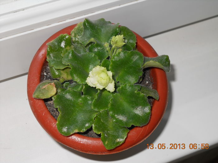 si eu sunt - MAI 2013