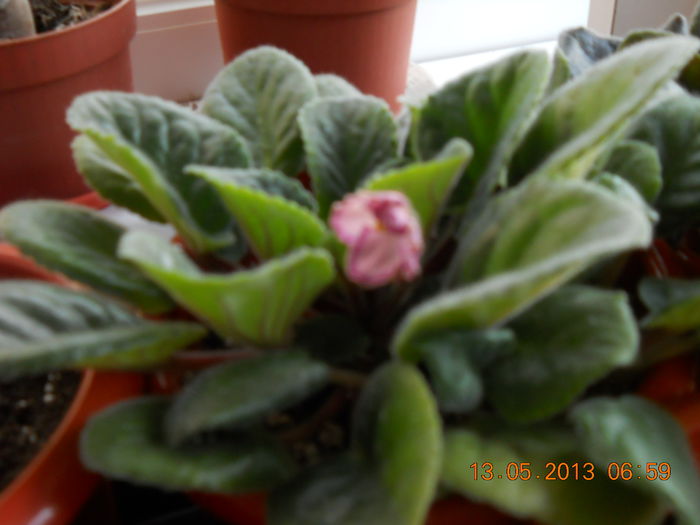 dimineata - MAI 2013