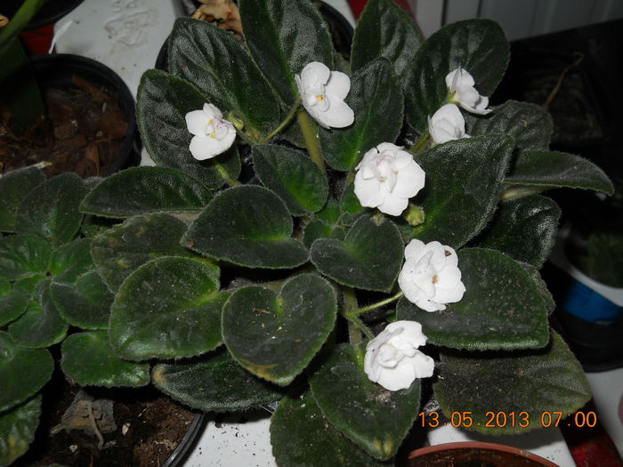 violeta de la Stefania - MAI 2013