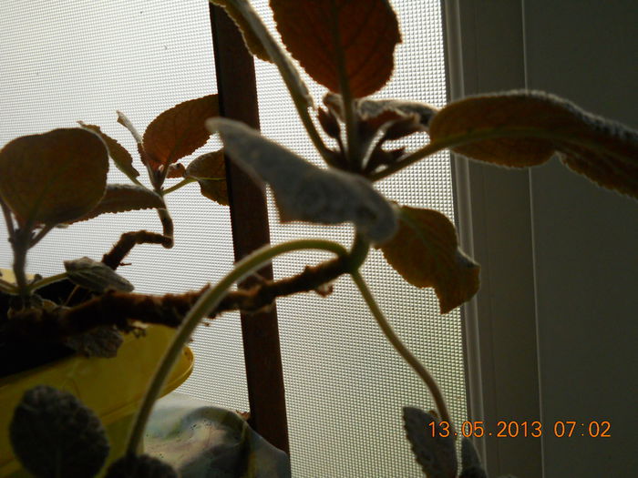 episcia cu bobocei - MAI 2013