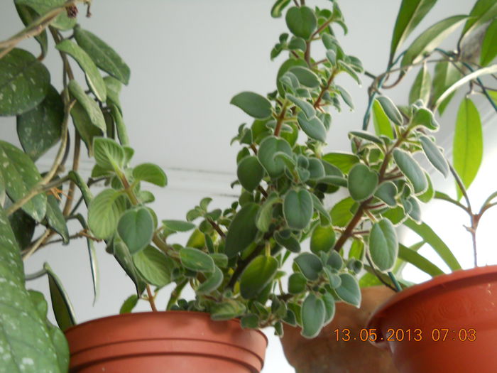 streptocarpela, dar nu vrea sa faca floricele, oare de ce?