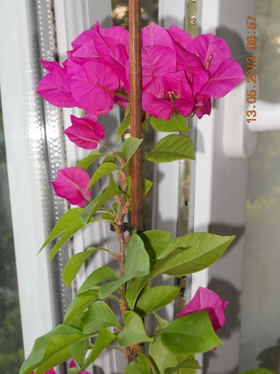 003 - BOUGAINVILLEA 2013