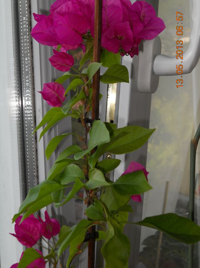 004 - BOUGAINVILLEA 2013