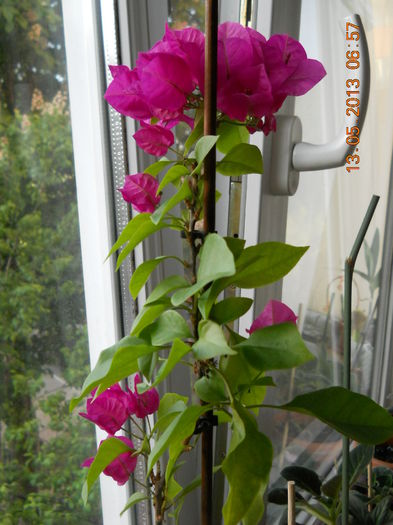 005 - BOUGAINVILLEA 2013