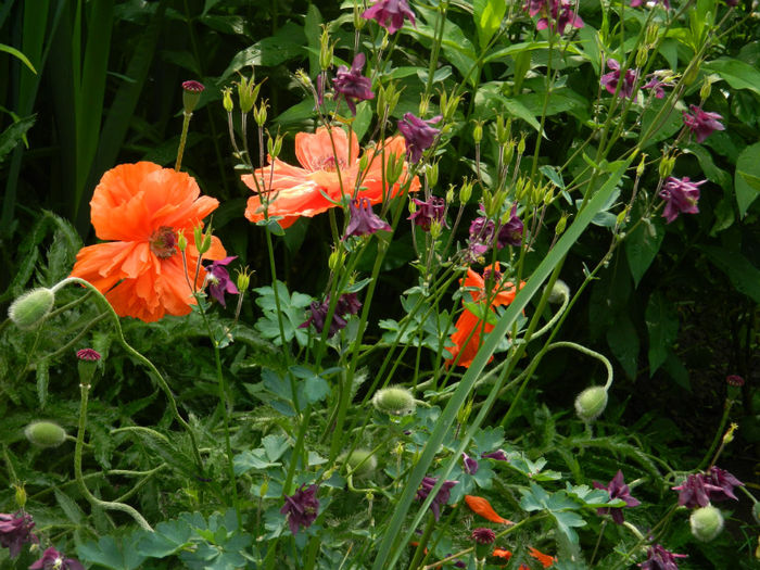 DSCN8570 - MAI 2013